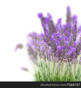 Lavender field flowers isolated on white background. Lavender field flowers