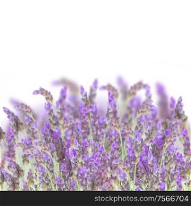 Lavender field flowers isolated on white background. Lavender flowers on white