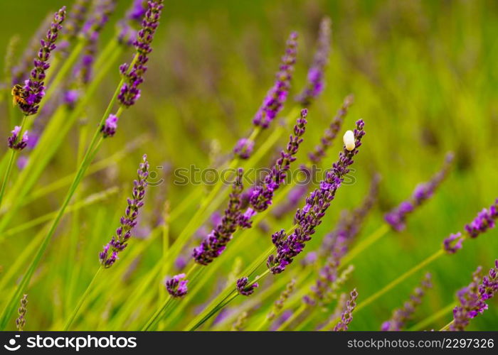 Lavender field in bloom Provence in France. Flowering season.. Lavender flowers on field