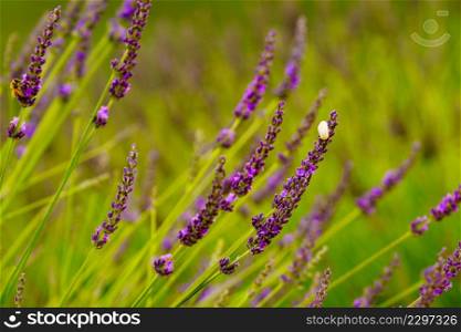 Lavender field in bloom Provence in France. Flowering season.. Lavender flowers on field
