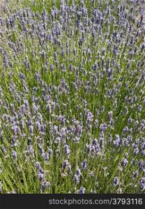 lavender field in early summer