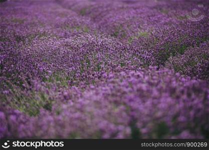 Lavender field in Provence, France. Blooming Violet fragrant lavender flowers. Growing Lavender swaying on wind over sunset sky, harvest.. Lavender field in Provence, Blooming Violet fragrant lavender flowers. Growing Lavender swaying on wind over sunset sky,
