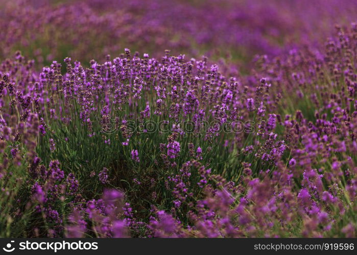 Lavender field in Provence, France. Blooming Violet fragrant lavender flowers. Growing Lavender swaying on wind over sunset sky, harvest.. Lavender field in Provence, Blooming Violet fragrant lavender flowers. Growing Lavender swaying on wind over sunset sky,