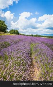 Lavender Field in Provence, France. Bright blue sky with clouds