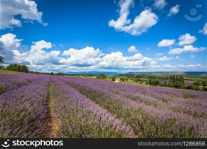 Lavender Field in Provence, France. Bright blue sky with clouds