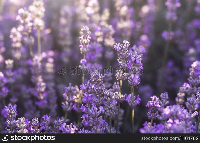 Lavender field in sunlight with purple flowers, on a summer day. Lavender flowers in bloom background. Floral backdrop. Medicine flowers.