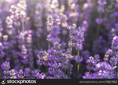 Lavender field in sunlight with purple flowers, on a summer day. Lavender flowers in bloom background. Floral backdrop. Medicine flowers.