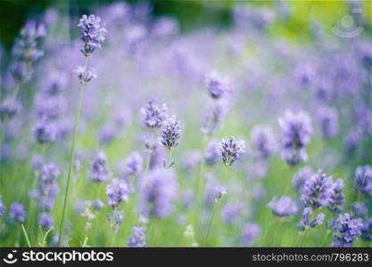 lavender field in the summer, close-up violet colors background concept beauty in nature. lavender field in the summer, close-up violet colors background concept
