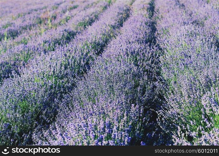 Lavender Field in the summer. Photo toned style Instagram filters