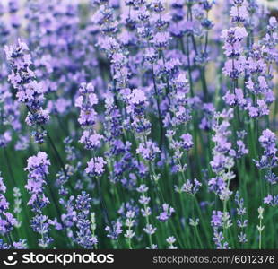 Lavender Field in the summer. Photo toned style Instagram filters