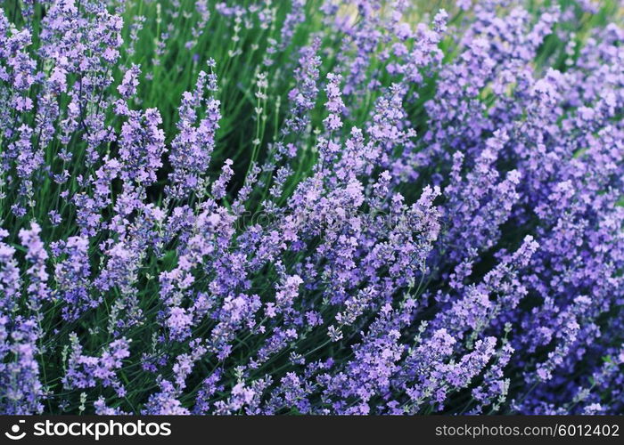 Lavender Field in the summer. Photo toned style Instagram filters