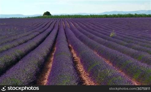 Lavender field in Valensole, Provence, southern France. Agriculture, French natural landscape, plant in blossom, flowers and farm during summer season
