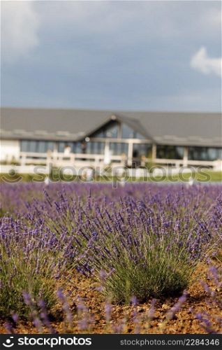 lavender field near the estate. Provence. Beautiful Lavender purple flower field, image for natural background. lavender field near the estate. Provence. Beautiful Lavender purple flower field, image for natural background.