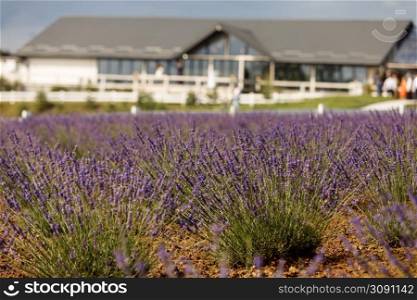 lavender field near the estate. Provence. Beautiful Lavender purple flower field, image for natural background. lavender field near the estate. Provence. Beautiful Lavender purple flower field, image for natural background.
