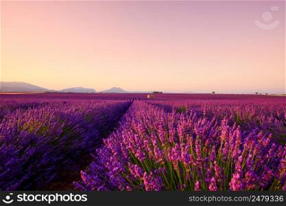 Lavender field on sunrise Provence France. Beautiful blooming endless lavender rows and old french farm house with mountains on horizon.