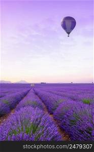 Lavender field Provance France at sunrise. Infinite blossoming lavender bushes rows to the horizon with hot air baloon.