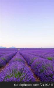 Lavender field Provance France at sunrise. Infinite blossoming lavender bushes rows to the horizon.