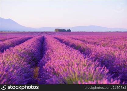Lavender field Provance France at sunrise light