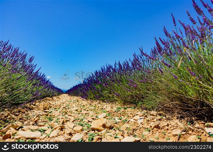 Lavender field. Provence in France. Flowering season.. Lavender field in Provence France