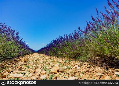 Lavender field. Provence in France. Flowering season.. Lavender field in Provence France