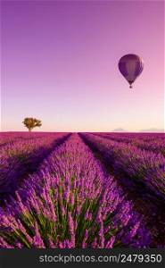 Lavender field rows at sunrise hot air baloon and lonely tree at Valensole Plateau Provence iconic french landscape