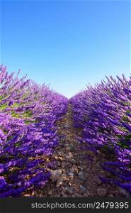 Lavender field rows of blossoming bushes focus on foreground