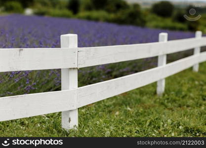 lavender field surrounded by a white wooden fence ,Provence, Beautiful image of lavender field.Lavender flower field, image for natural background.Very nice view of the lavender fields. lavender field surrounded by a white wooden fence ,Provence, Beautiful image of lavender field.Lavender flower field, image for natural background.Very nice view of the lavender fields.