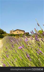 Lavender field with a building in the background, Siena Province, Tuscany, Italy