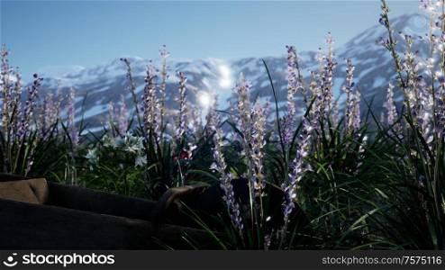 Lavender field with blue sky and mountain cover with snow