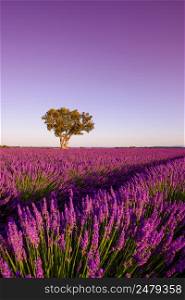 Lavender field with lonely oak tree at sunsise