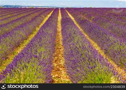 Lavender fields in bloom in Provence, France. Flowering season. Attraction trip for french vacation.. Lavender fields in bloom in Provence