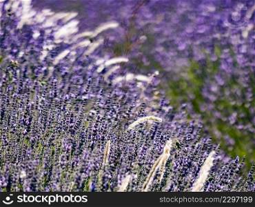 Lavender fields in bloom in Provence, France. Flowering season.. Lavender fields in bloom in Provence