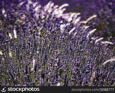 Lavender fields in bloom in Provence, France. Flowering season.. Lavender fields in bloom in Provence