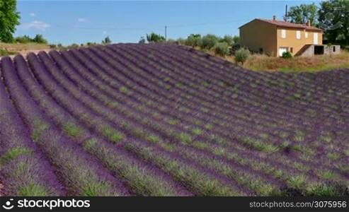 Lavender fields in Valensole, Provence, southern France. Agriculture, French natural landscape, plant in blossom, flowers and farm during summer season