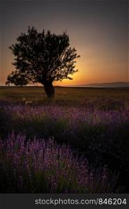 Lavender fields of Provence sunset