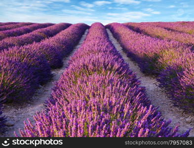 Lavender flower blooming scented fields