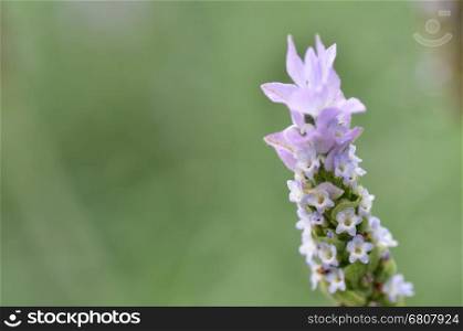 Lavender flower close up in a field