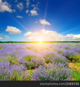 Lavender flower field and sunrise, image for natural background.