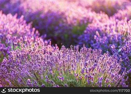 Lavender flower field at sunset. Warm sunlight. Lavender flower field at sunset.