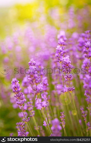 Lavender flower field, Blooming Violet fragrant lavender flowers. Growing Lavender swaying on wind over sunset sky, harvest, perfume ingredient, aromatherapy. Lavender field, Perfume ingredient. Violet fragrant lavender flowers.