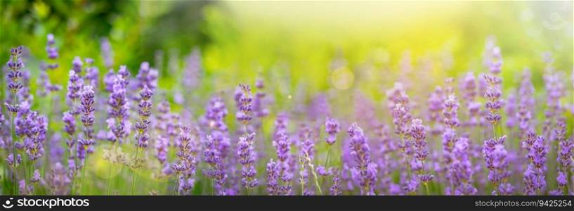 Lavender flower field, Blooming Violet fragrant lavender flowers. Growing Lavender swaying on wind over sunset sky, harvest, perfume ingredient, aromatherapy. Lavender field, Perfume ingredient. Violet fragrant lavender flowers.