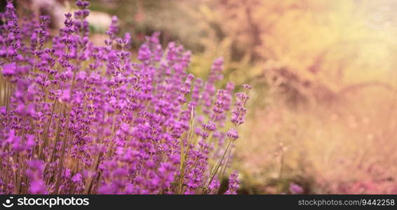 Lavender flower field, Blooming Violet fragrant lavender flowers. Growing Lavender swaying on wind over sunset sky, harvest, perfume ingredient, aromatherapy. Lavender field, Perfume ingredient. Violet fragrant lavender flowers.