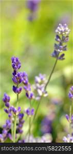 lavender flower field closeup in summer time