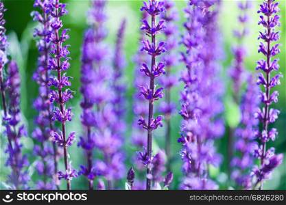 Lavender flower field, fresh purple aromatic wildflower, natural background, macro with soft focus. The lavender flower field, fresh purple aromatic wildflower, natural background, macro with soft focus