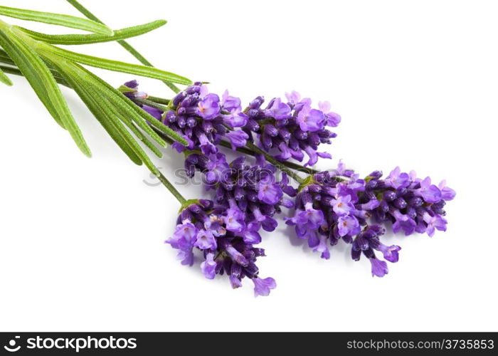 lavender flower isolated