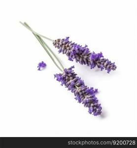 Lavender flower isolated. Illustration Generative AI

