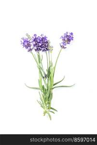 Lavender flower isolated on white background. Fresh herb closeup