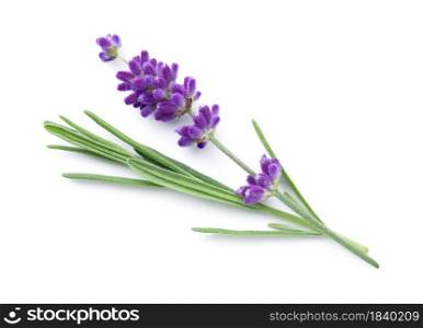 Lavender flower isolated over white background. Top view, flat lay. Lavender Flower Isolated Over White Background