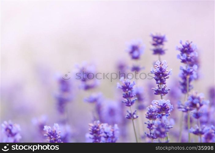 Lavender flower, violet Lavender flowers in nature with copy space, Lavandula
