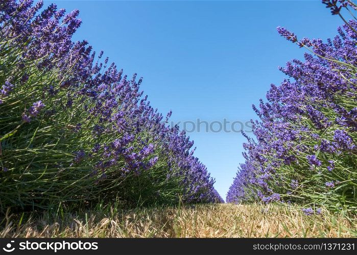 Lavender flowering in a field in Surrey